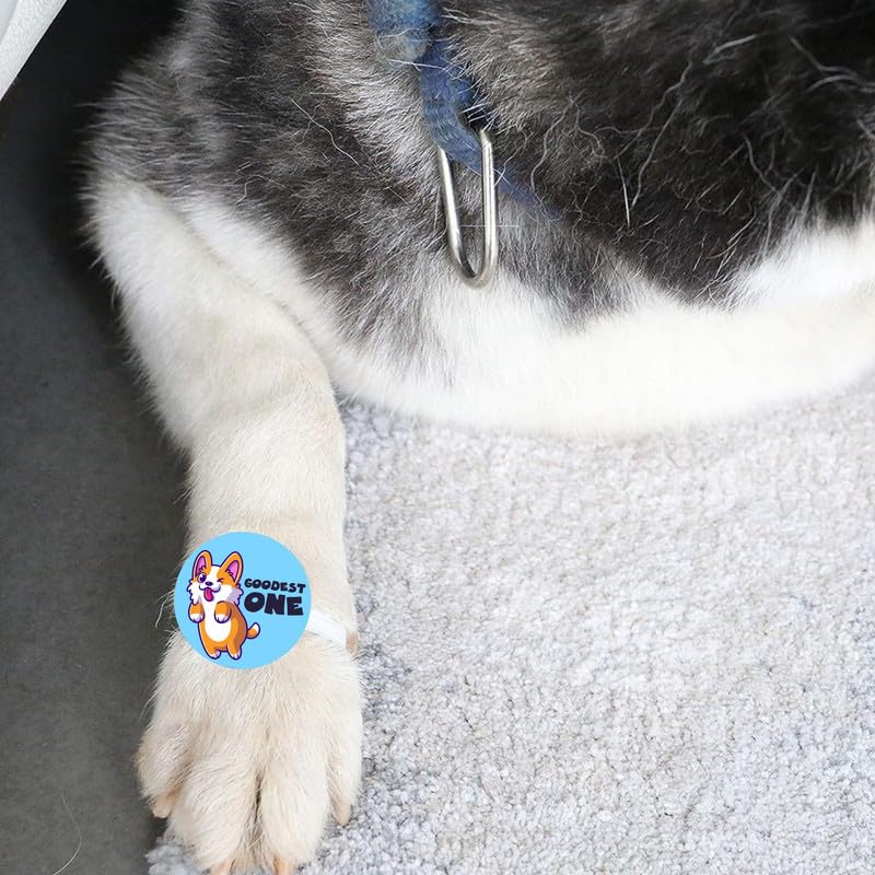 TheYayaCafe Dog Rakhi Rakshabandhan Gift for Pets, Paw Accessories with Elastic Band (1.5 Inch Dial), Rakhi Gift for Dogs from Sister to Fur-Brother, Raksha Bandhan Pet Gift