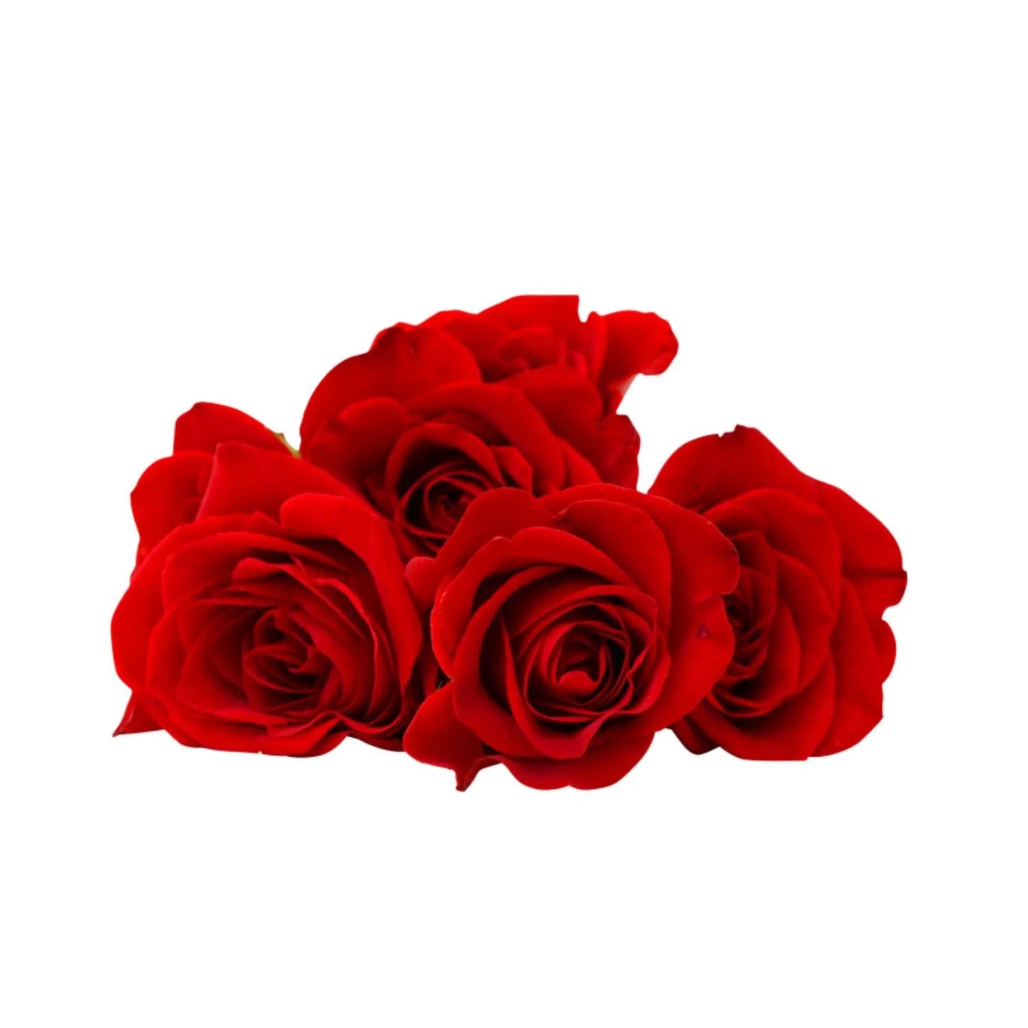 615WMtSEOmL._SL1500_