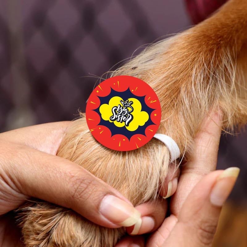 TheYayaCafe Dog Rakhi Raksha Bandhan Gift Set for Pets Paw Print Design Elastic Band, Rakhi for Dogs, Cats, Puppies, Big Sister, Brother