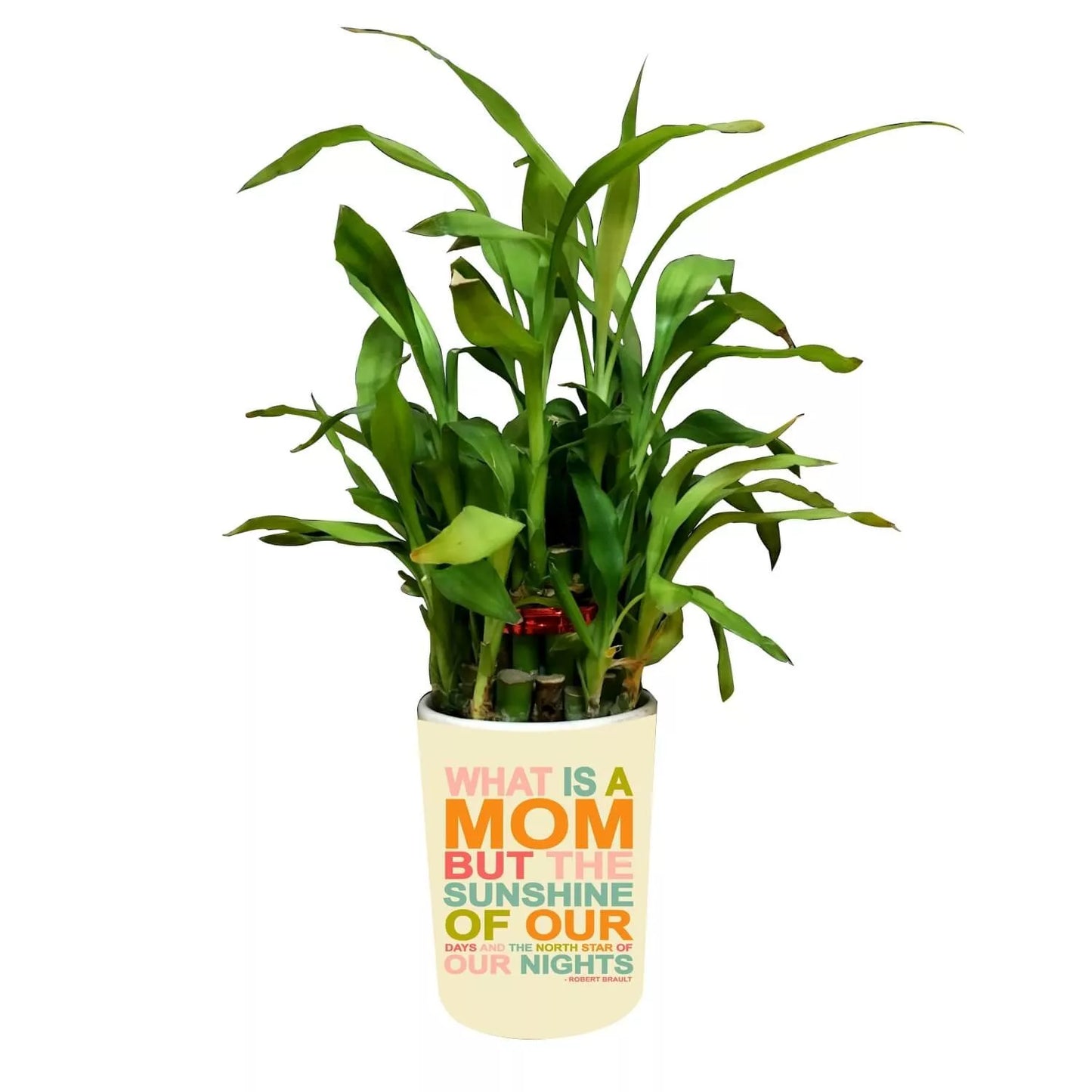 61HgPOR90ML._SL1500_.jpg