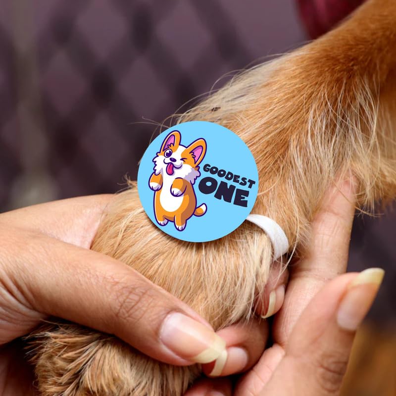 TheYayaCafe Dog Rakhi Rakshabandhan Gift for Pets, Paw Accessories with Elastic Band (1.5 Inch Dial), Rakhi Gift for Dogs from Sister to Fur-Brother, Raksha Bandhan Pet Gift