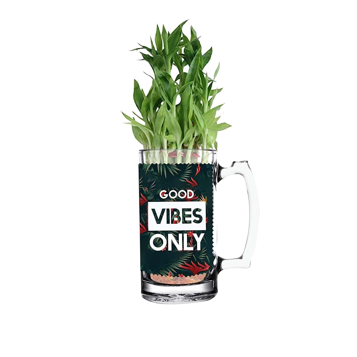Good Vibes Only Bamboo Plant