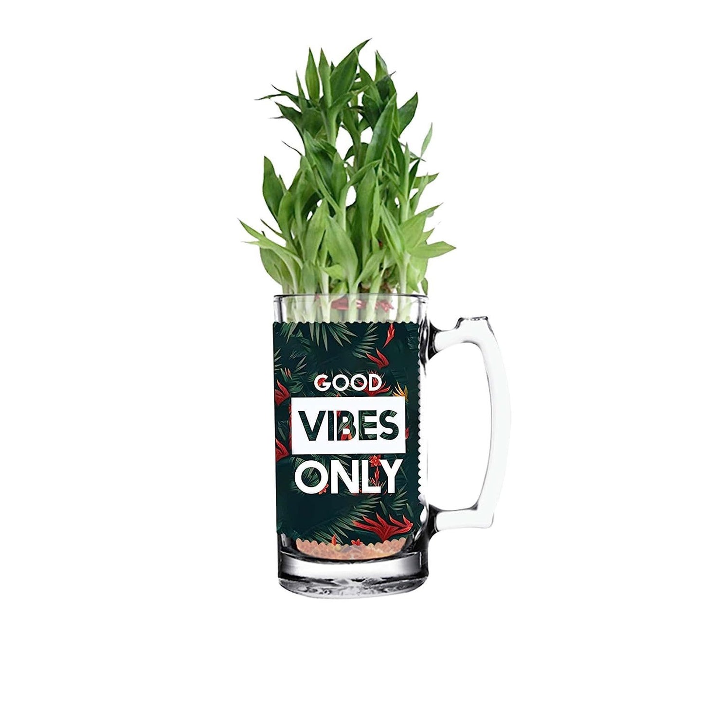Good Vibes Only Bamboo Plant