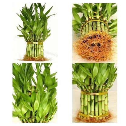 bamboo Planter (2)