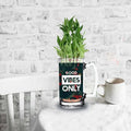 Lucky Bamboo Indoor Plant - Personalised Good Luck Gift