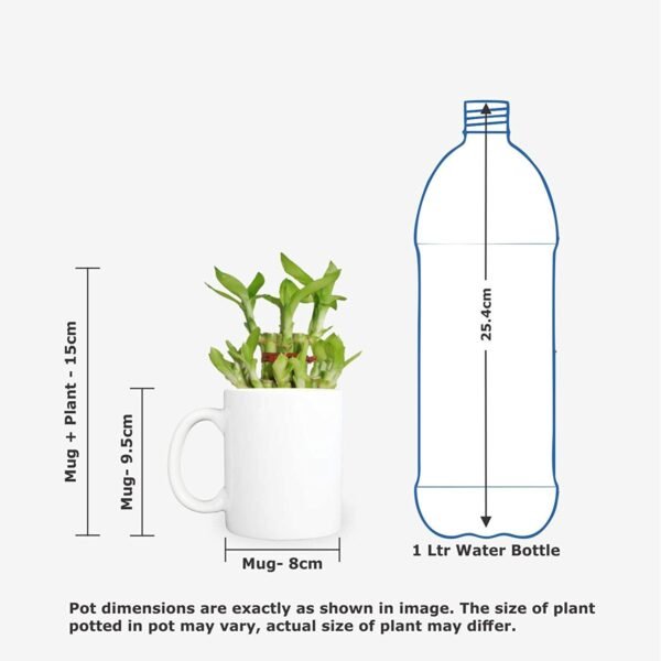 Dad Feng Shui Lucky Bamboo Plant Indoor Mug Planter Pot - Most Awesome Dad