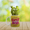 Super Mom Lucky Bamboo Planter With Mug