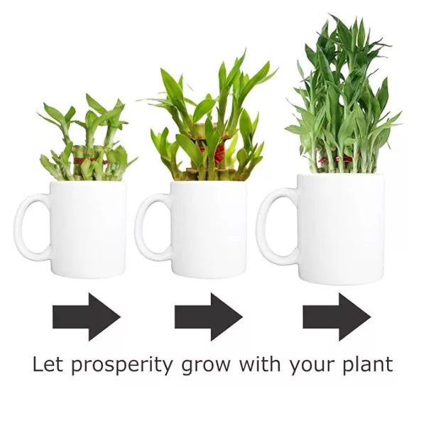 Super Mom Lucky Bamboo Planter With Mug