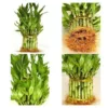 Super Mom Lucky Bamboo Planter With Mug