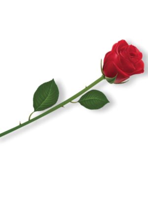 51hs81dHACL._SL1500_-1.jpg