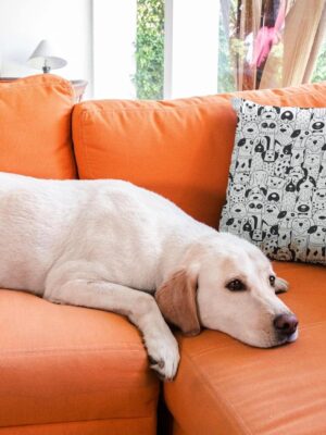 product-241700-img-2